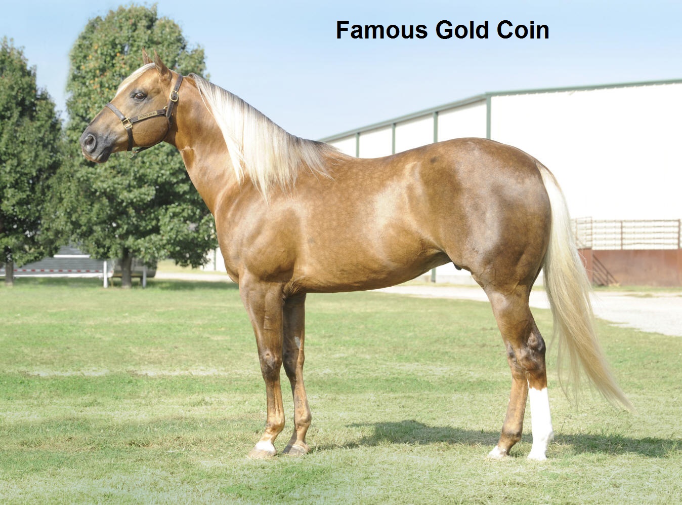 FAMOUS GOLD COIN